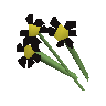 Black flowers