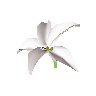 White lily