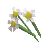 White flowers
