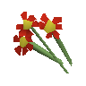 Red flowers