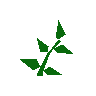 Equa leaves