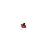 Dragonfruit tree seed