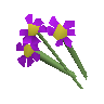 Purple flowers