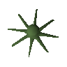 Raw karambwan