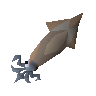 Raw swordtip squid