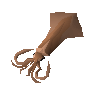 Raw jumbo squid