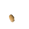 Palm tree seed