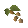 Krandorian hops