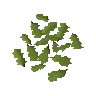 Oak leaves