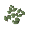 Willow leaves