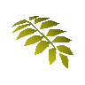 Curry leaf