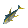 Raw yellowfin