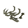 Hydra bones