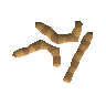King worm
