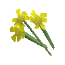 Yellow flowers