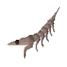 Raw giant krill