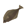 Raw halibut