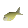 Raw mackerel