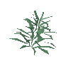 Rosemary