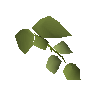 Hammerstone hops