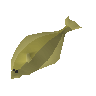 Halibut
