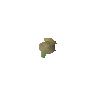 Celastrus seed