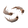 Raw shrimps