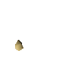 Orange tree seed