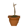 Maple sapling