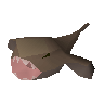 Monkfish