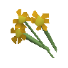 Orange flowers