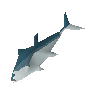 Raw bluefin