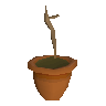 Pineapple sapling