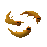 Shrimps