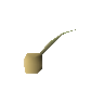 Onion seed