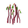 Bryophyta