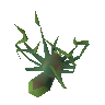 Spider carcass