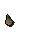 Banana tree seed