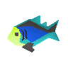 Rainbow fish