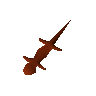 Red salamander