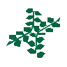 Seaweed