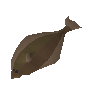 Halibut