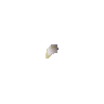 White lily seed