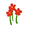 Nasturtiums