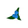 Dwellberries