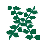 Giant seaweed