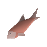 Raw salmon