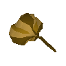 Grand seed pod
