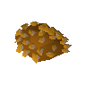 Roe