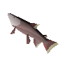 Leaping salmon